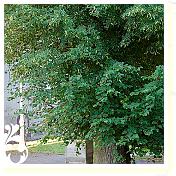 2009_Minden_027