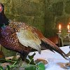Jagd Souper